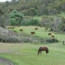 stage-ferme-australie1