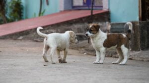 prácticas como cuidador de animales en el extranjero